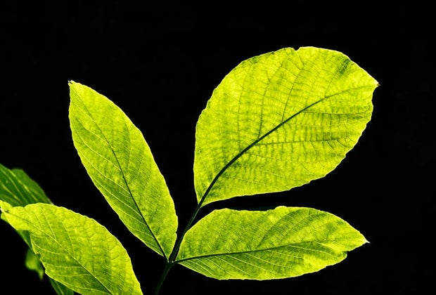 Are You Smarter Than a Fifth Grader: plants