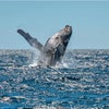 Los Angeles is the perfect place to look for whales from December to April.