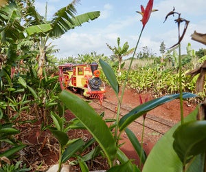 Kids can ride a train through the Dole Plantation. Photo courtesy of the plantation