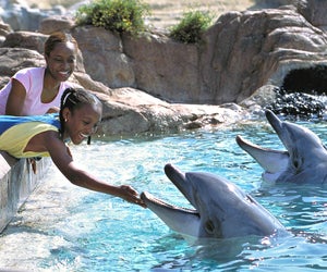 Photo courtesy of Sea World