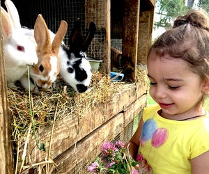 These farm stays near NYC let city kids get close to farm animals like bunnies, cows, chickens, sheep, and more. Photo courtesy of Hull-O Farms