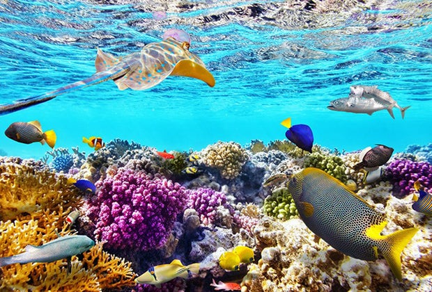 Reef-Safe Sunscreen for Kids: Coral reef