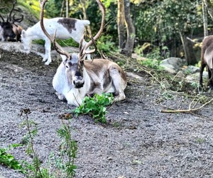 Not just for Christmas stories: Take the kids to meet  real reindeer at Skansen, an open-air living history museum, in Stockholm. 