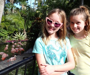 Flamingos are a star attraction at St. Pete's Sunken Gardens. 