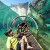 Get up-close with crocodiles at Zoo Miami. Photo by Ron Magill for Zoo Miami