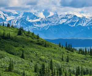 Most families that visit Denali National Park either hop on a non-narrated transit bus to explore the park or book one of the Denali National Park tours.  Photo via Canva
