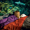 Kids can take an immersion tour or have an aquarium sleepover at the National Aquarium.  Photo by Chris Mattle