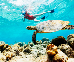 Get close to sea turtles  and other marine life when snorkeling in Florida. 